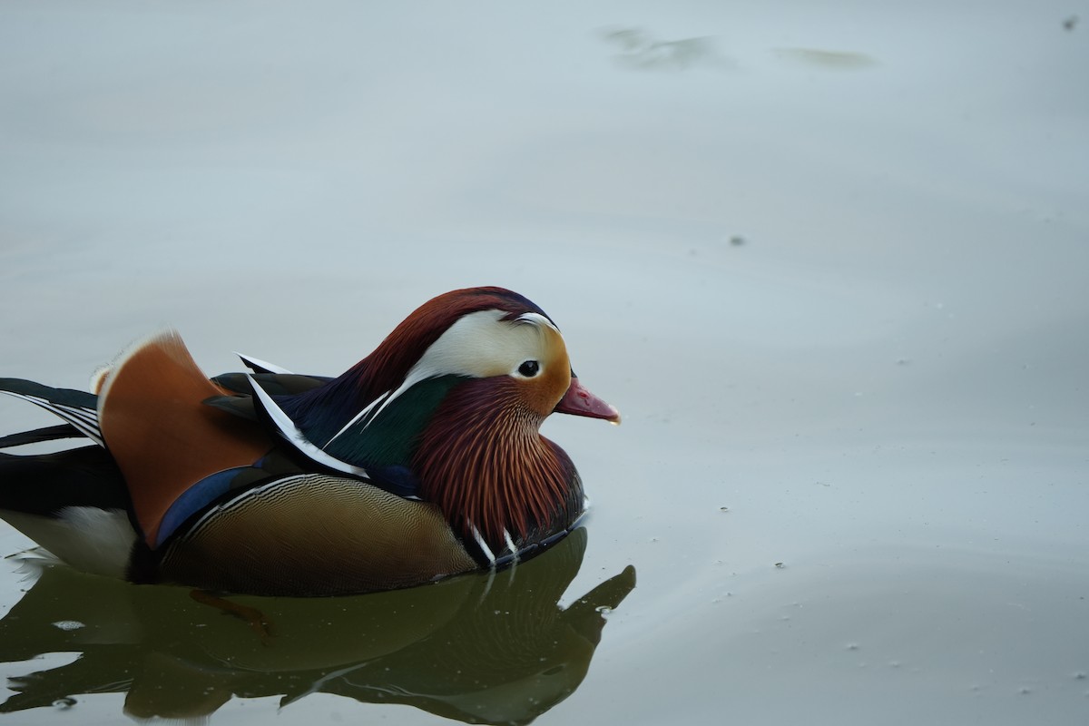 Mandarin Ördeği - ML643981269