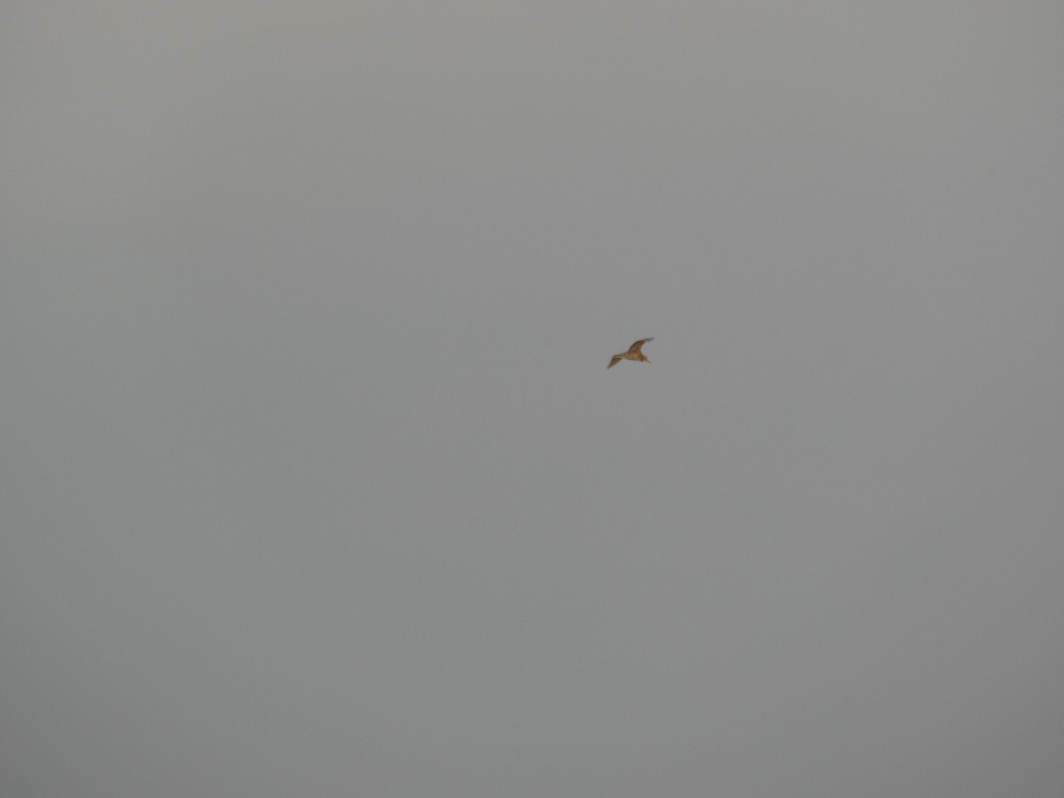 Little Bittern - ML643981271