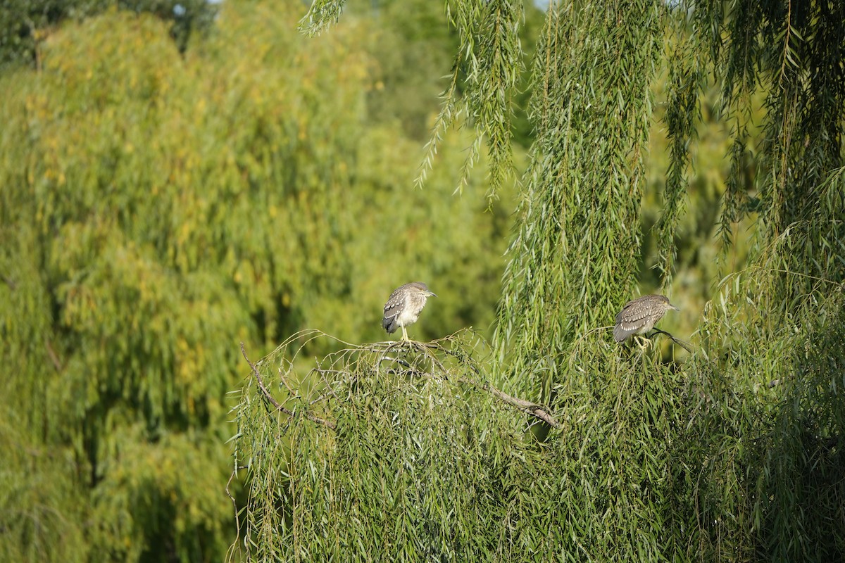 Ногоовор зашин - ML643981276