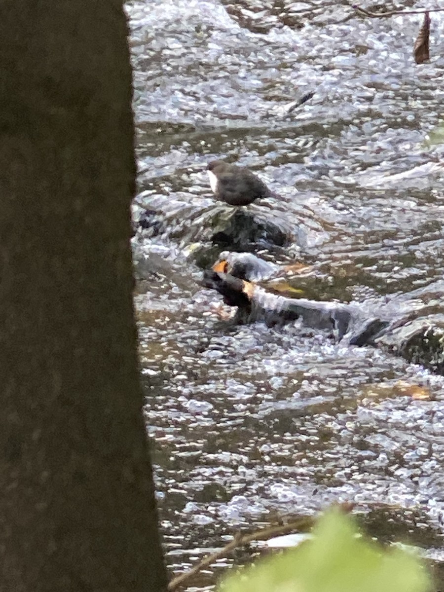 White-throated Dipper - ML643981278