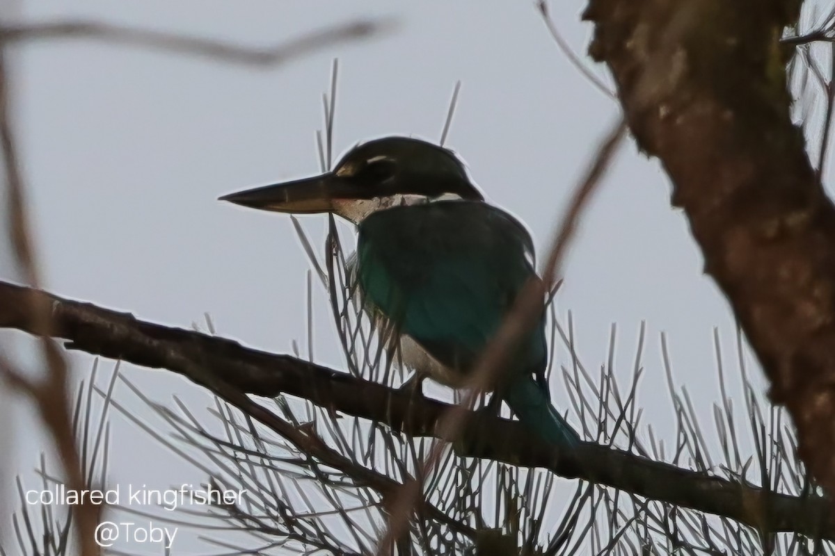 Collared Kingfisher - ML643981279