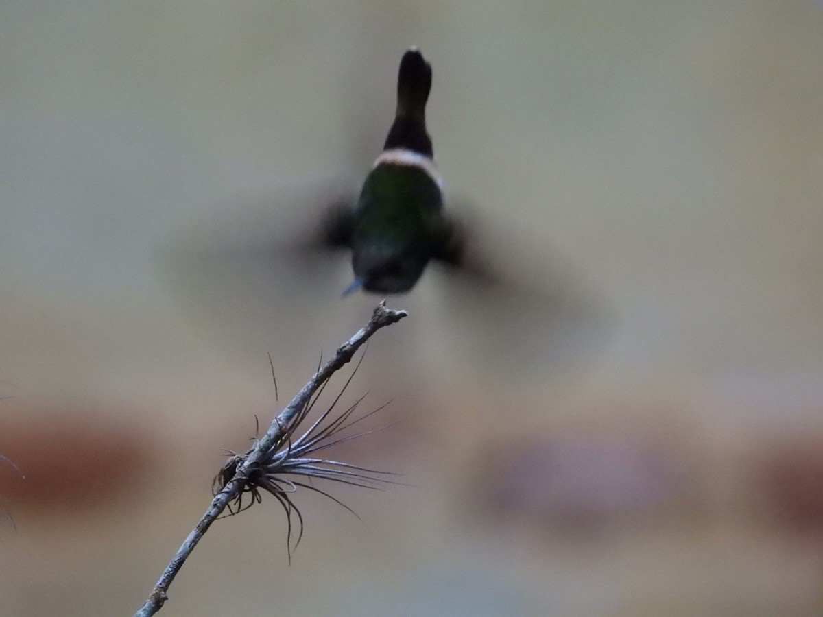 Frilled Coquette - ML643981281