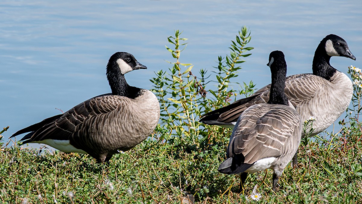 Barnacla Canadiense Chica - ML643981282