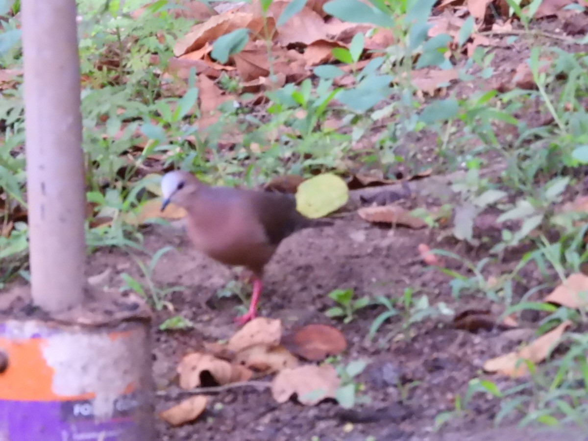 gråpannedue - ML643981304