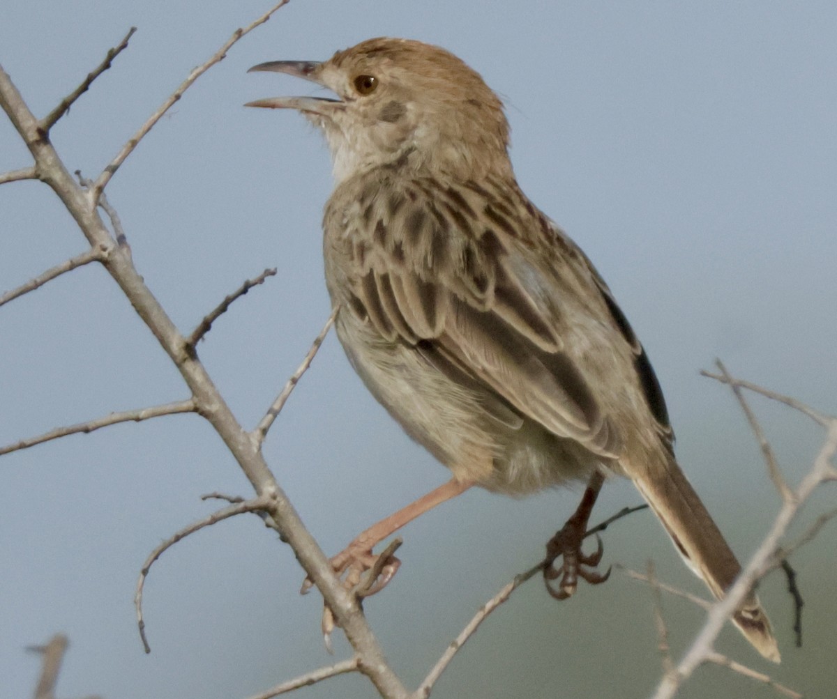 Rattling Cisticola - ML643981309
