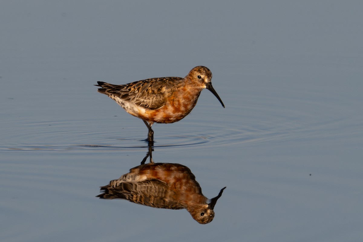 Curlew Sandpiper - ML643981320