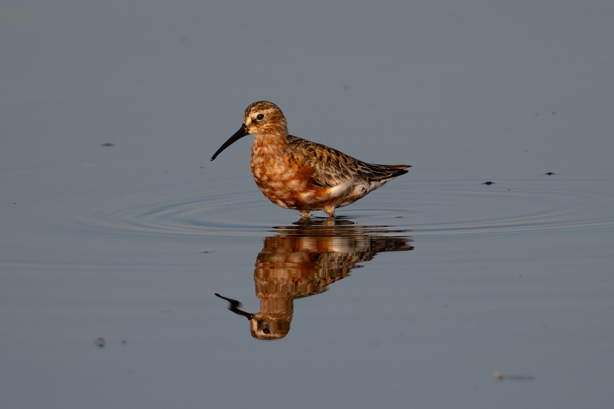 Curlew Sandpiper - ML643981321