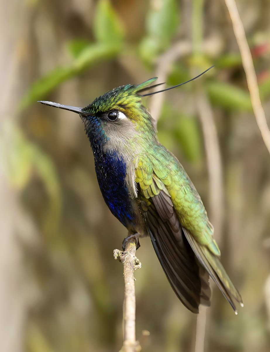 Green-crowned Plovercrest - ML643981322