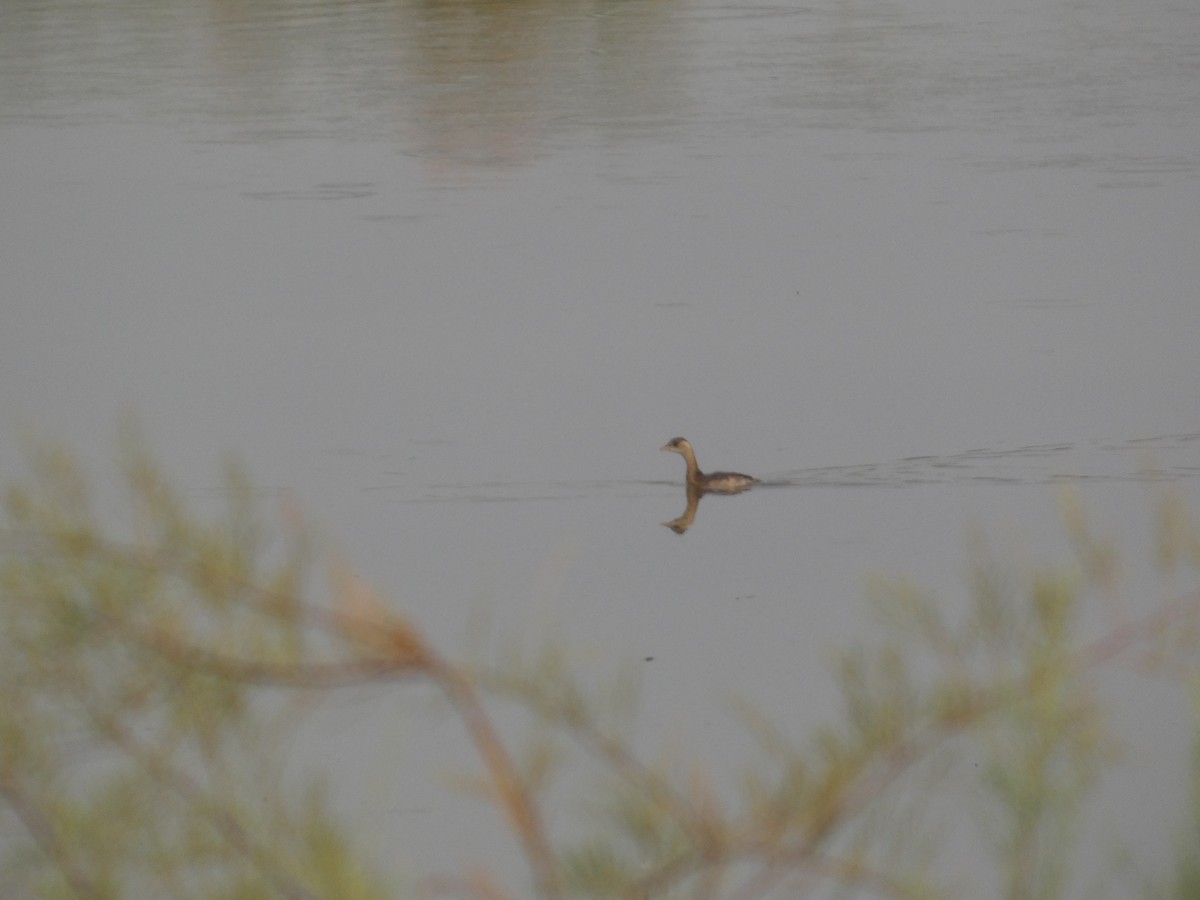 Little Grebe - Felipe Molina Gavilán
