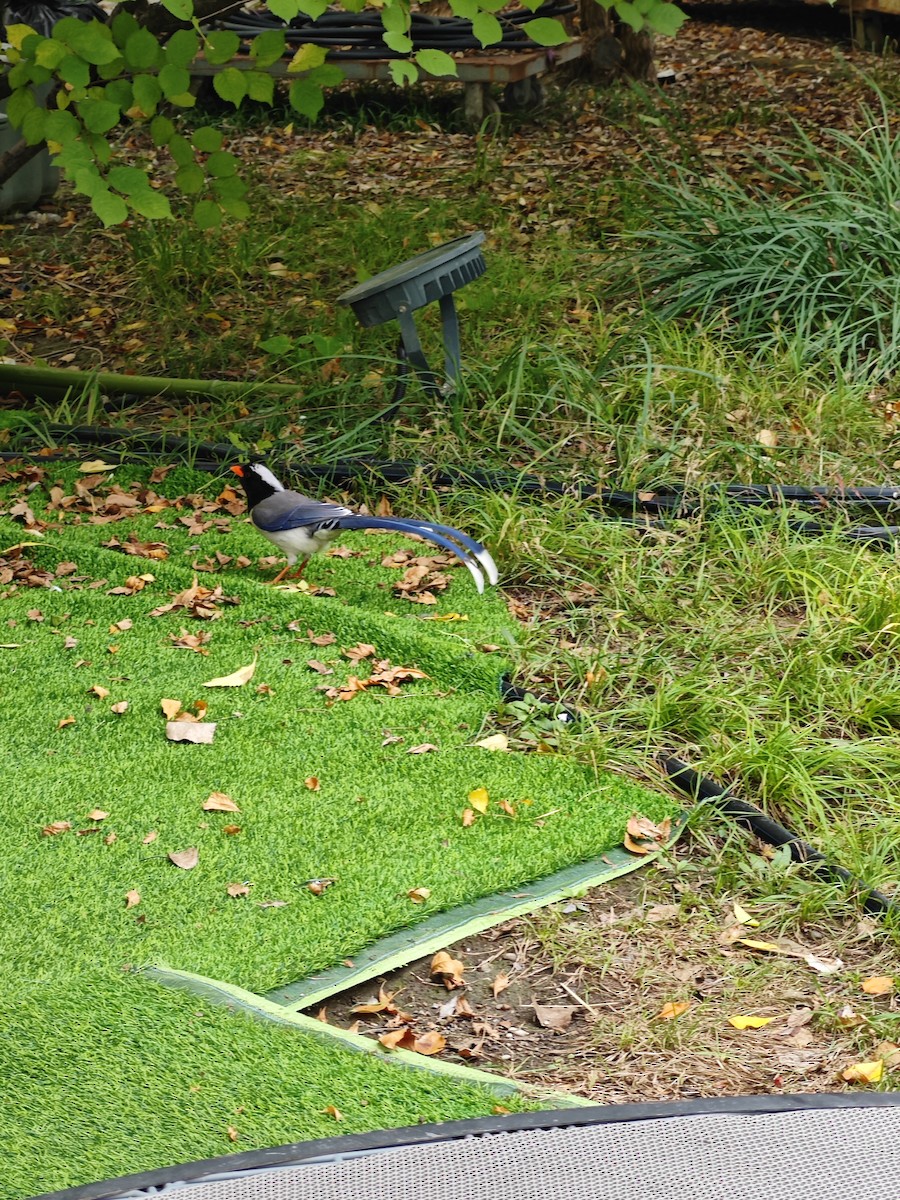 Red-billed Blue-Magpie - ML643981332