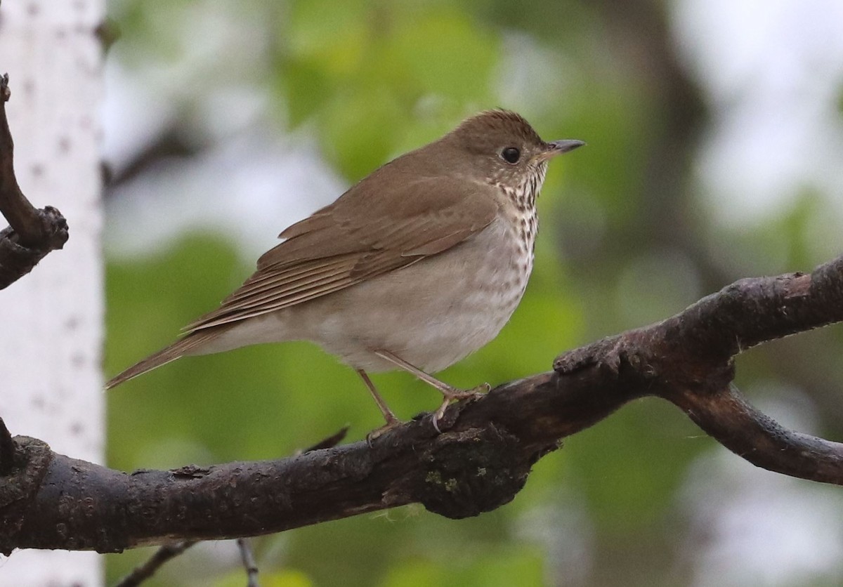 Gray-cheeked Thrush - ML643981334