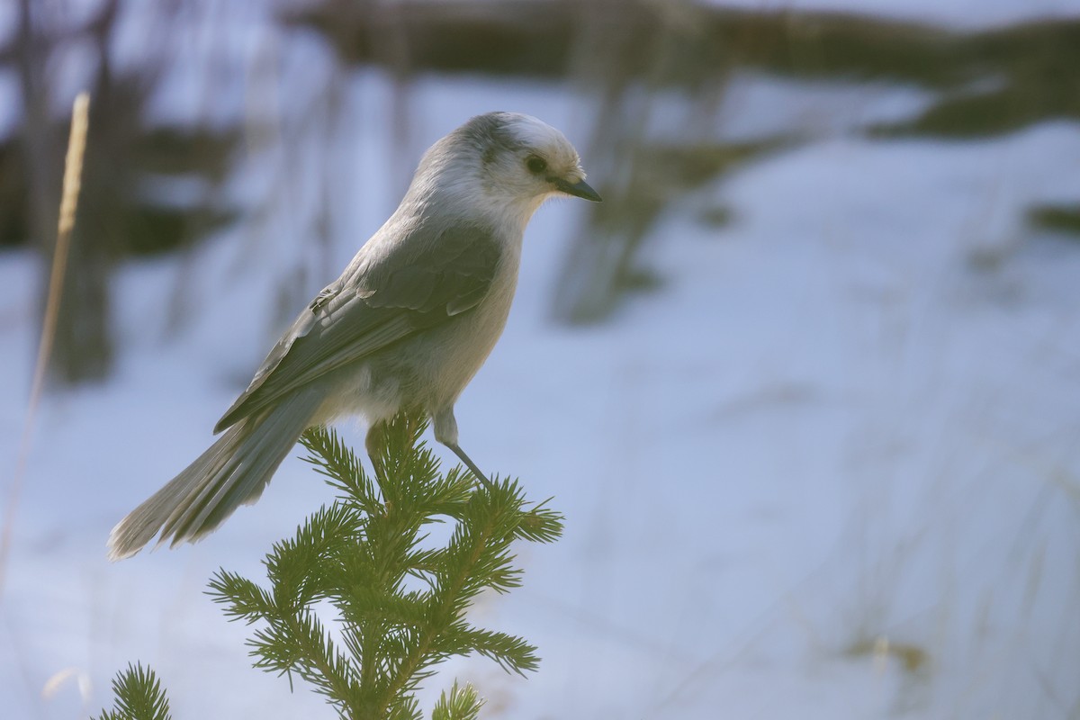 Canada Jay - ML643981347