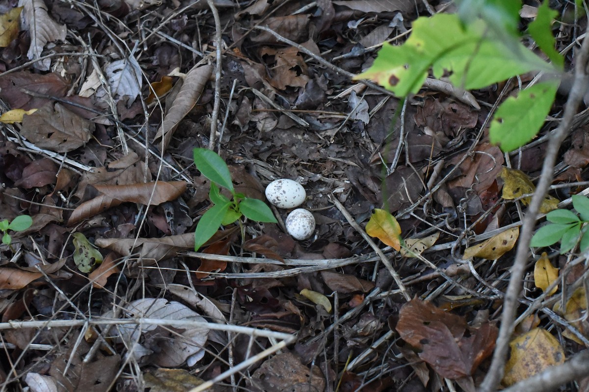 アカヨタカ - ML643981348