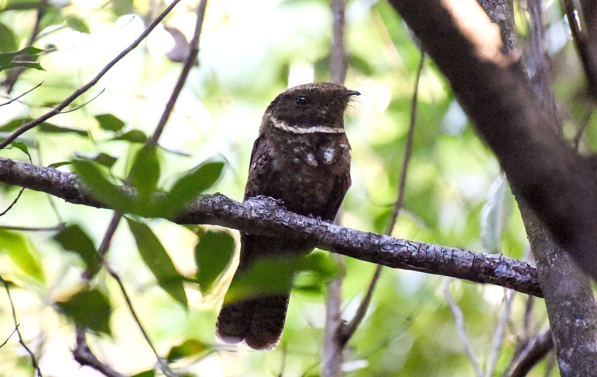 アカヨタカ - ML643981349