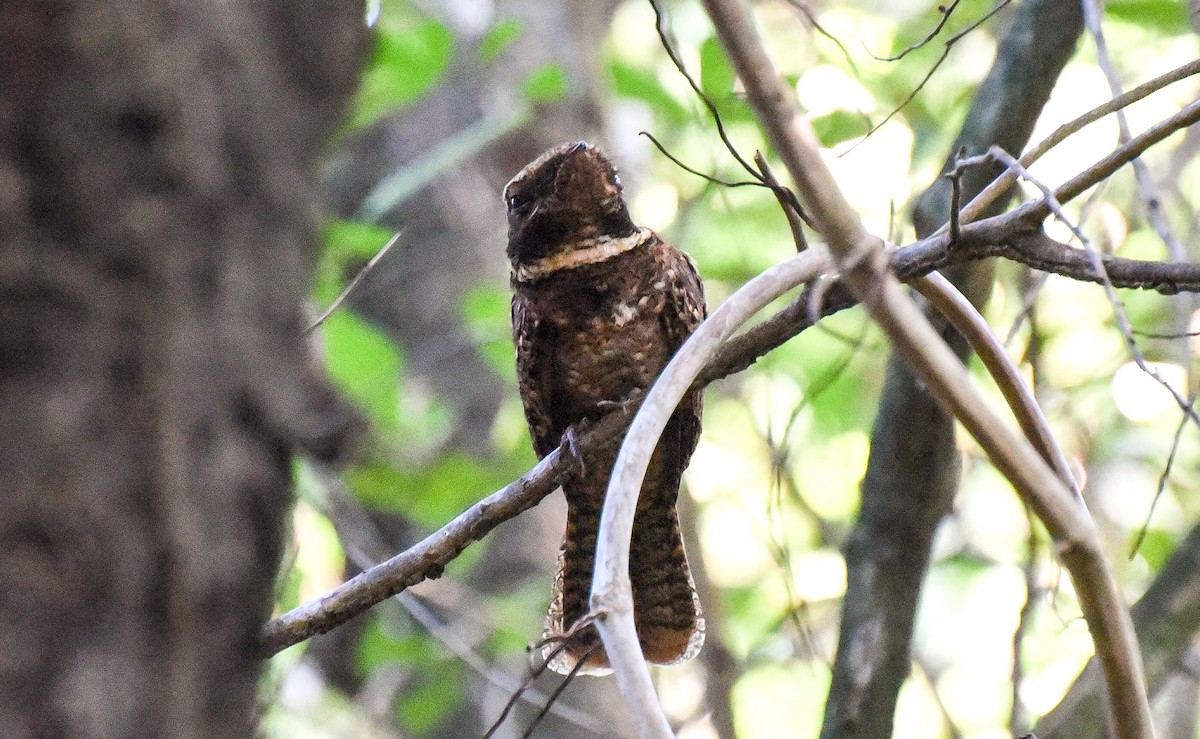 アカヨタカ - ML643981350