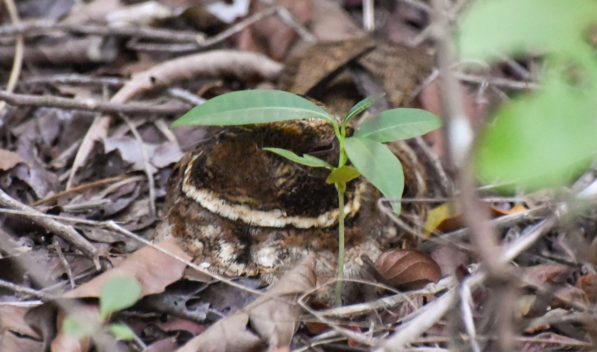 アカヨタカ - ML643981351