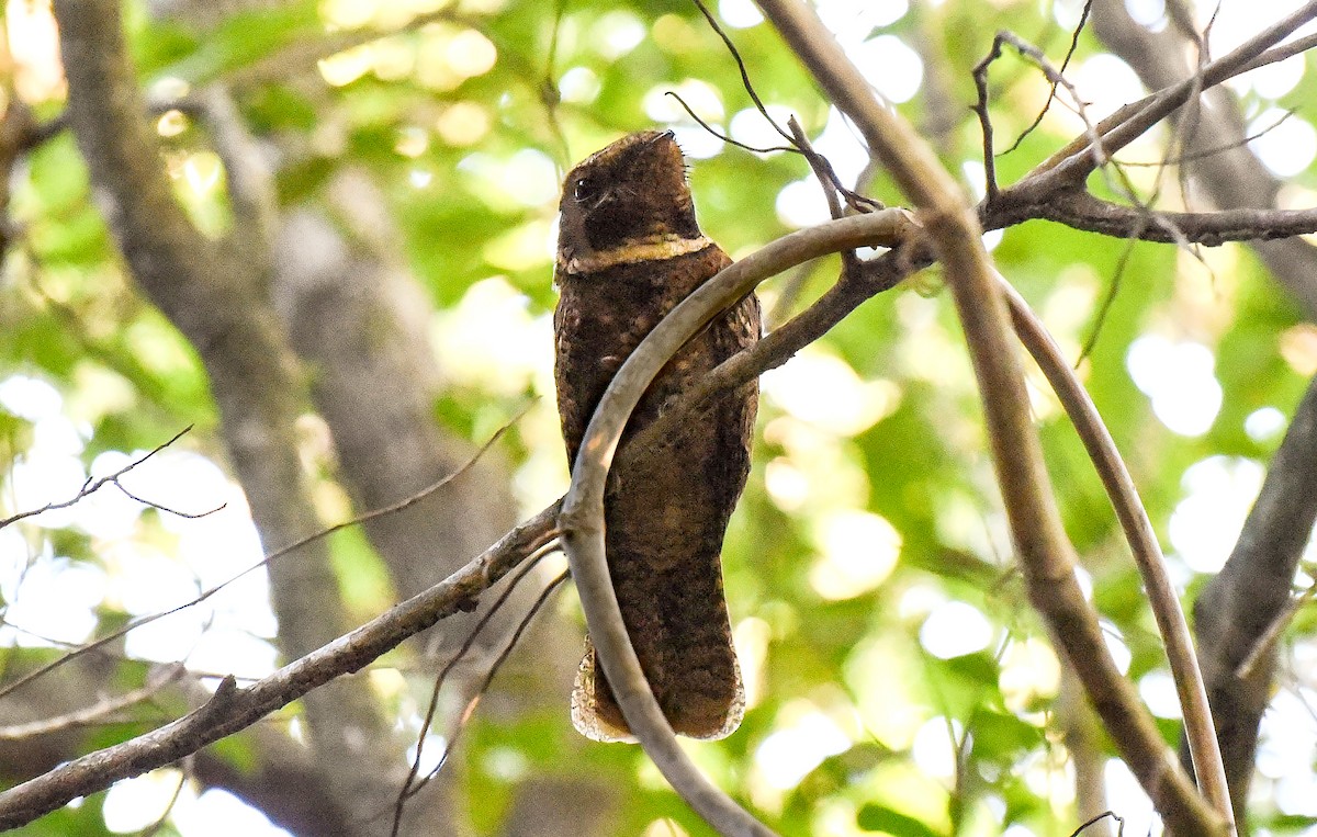 アカヨタカ - ML643981352