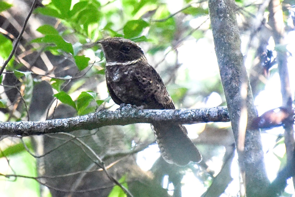 アカヨタカ - ML643981353