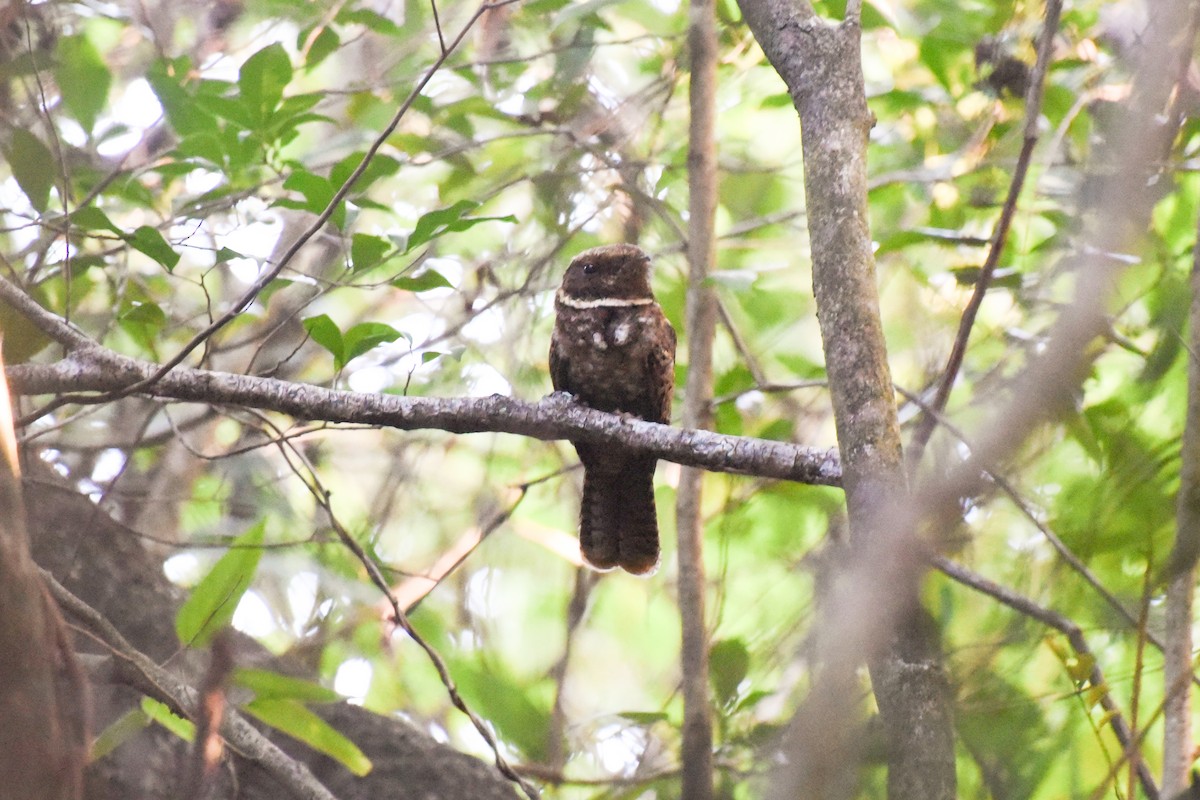 アカヨタカ - ML643981354