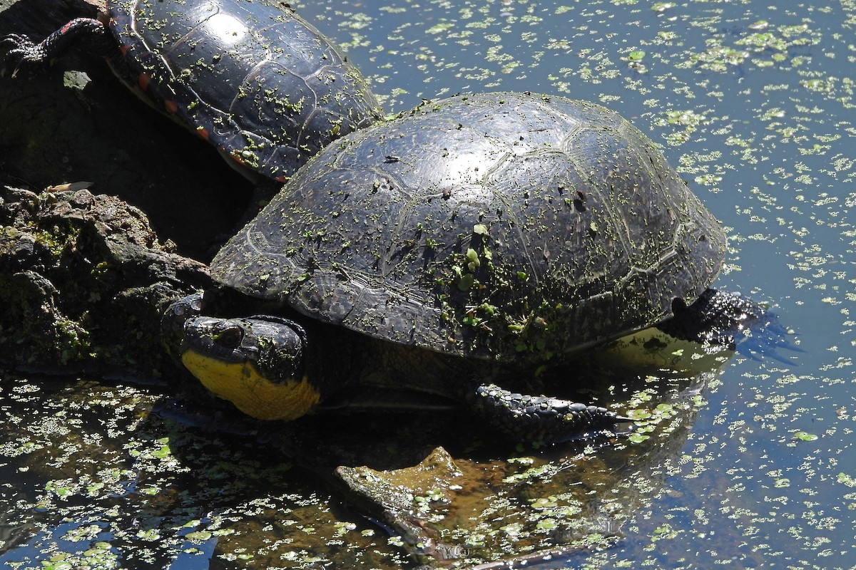 Blanding's Turtle - ML643981362