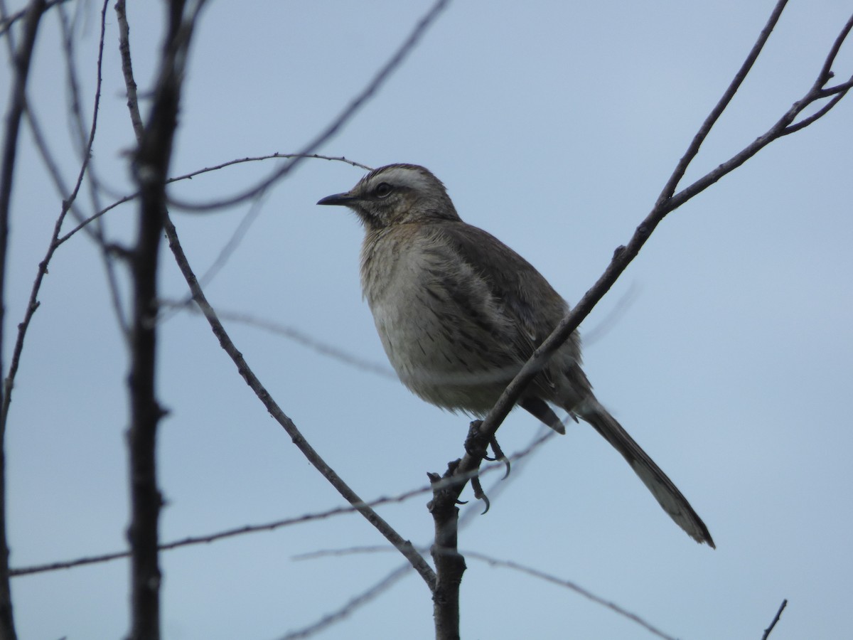 Chilean Mockingbird - ML643981374