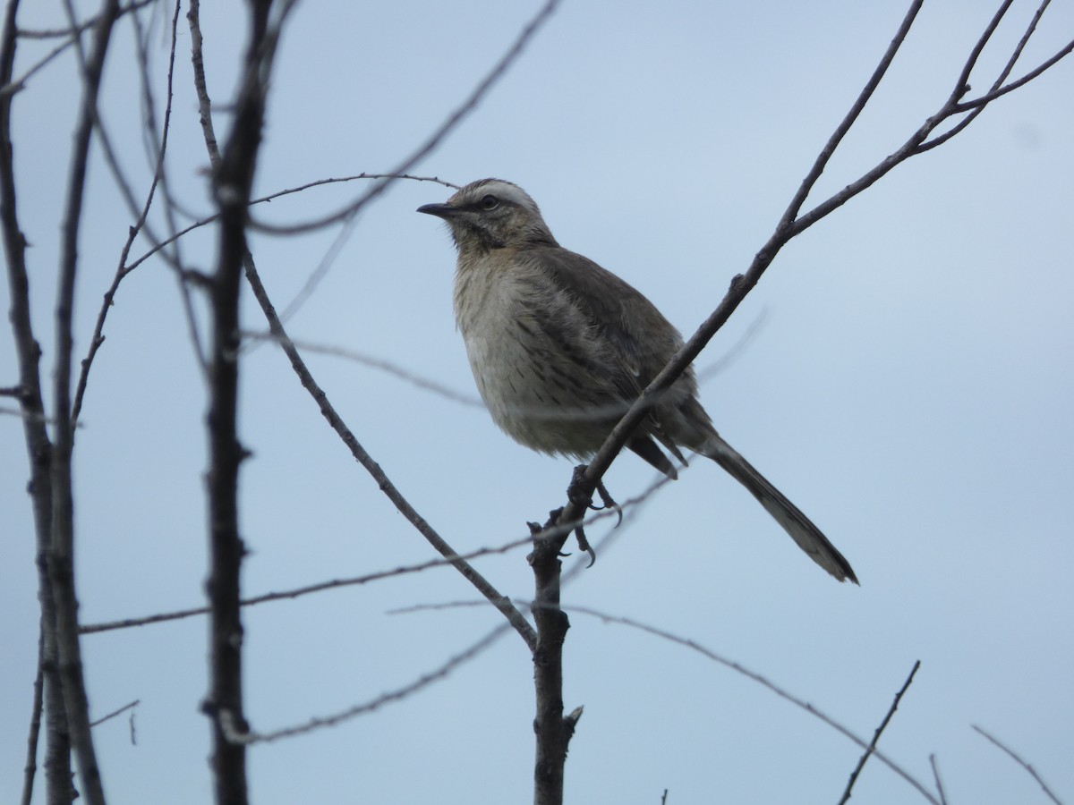 Chilean Mockingbird - ML643981376