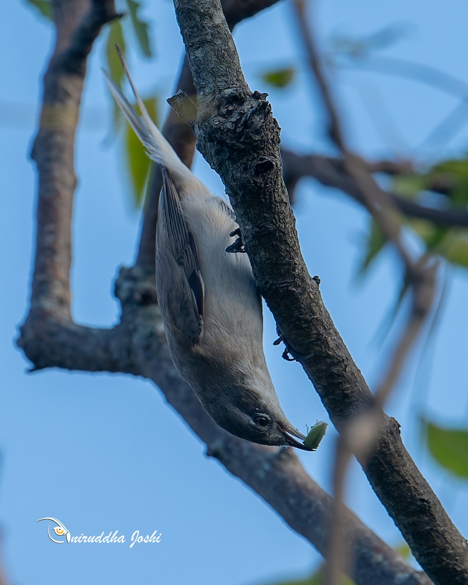 Lesser Whitethroat - ML643981393