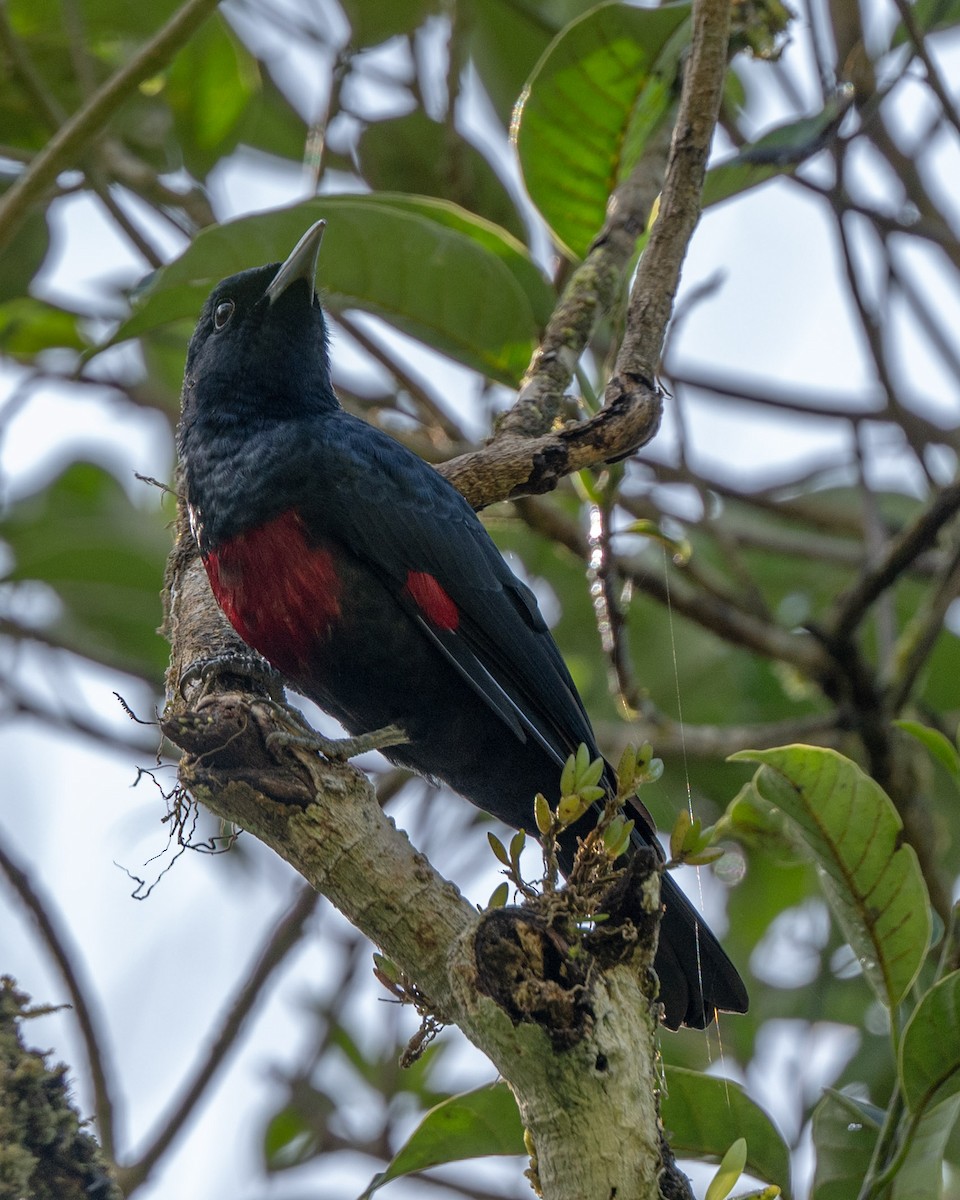 Black-and-crimson Oriole - ML643981410