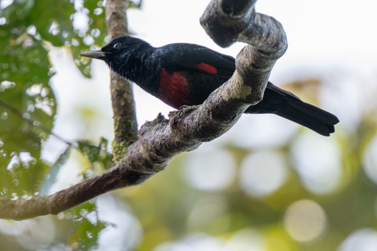 Black-and-crimson Oriole - ML643981411
