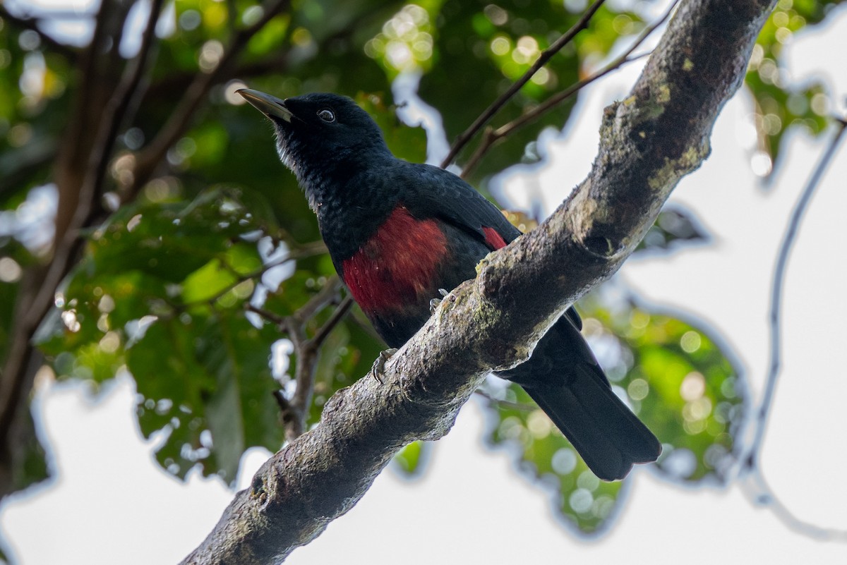Black-and-crimson Oriole - ML643981412