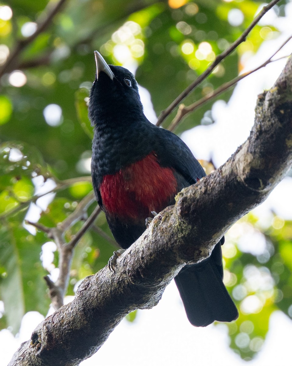 Black-and-crimson Oriole - ML643981413