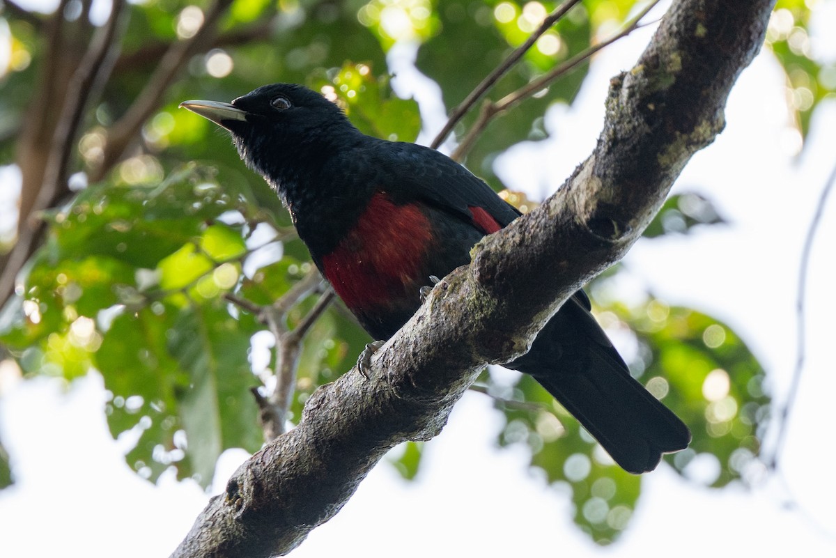 Black-and-crimson Oriole - ML643981414