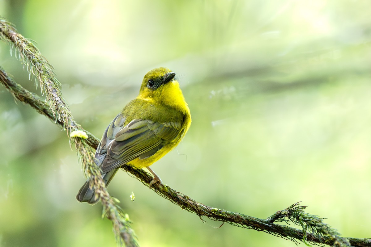 Bornean Whistler - ML643981415