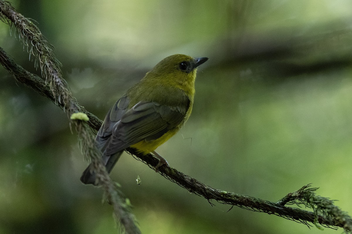 Bornean Whistler - ML643981416