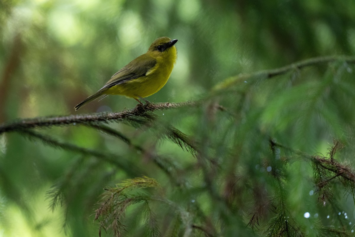 Bornean Whistler - ML643981417