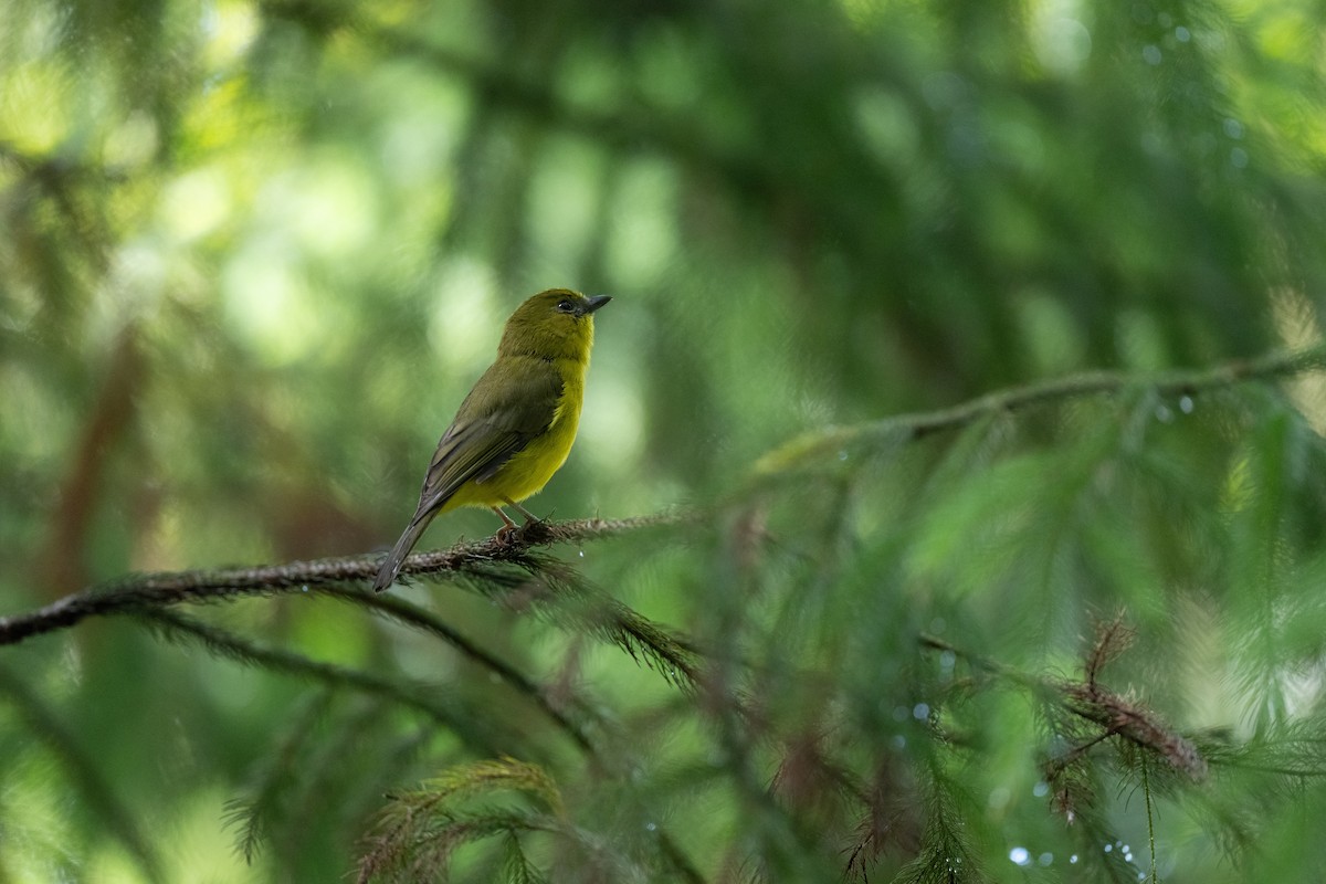 Bornean Whistler - ML643981418