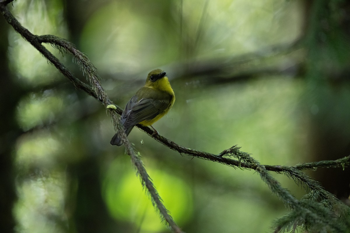 Bornean Whistler - ML643981419