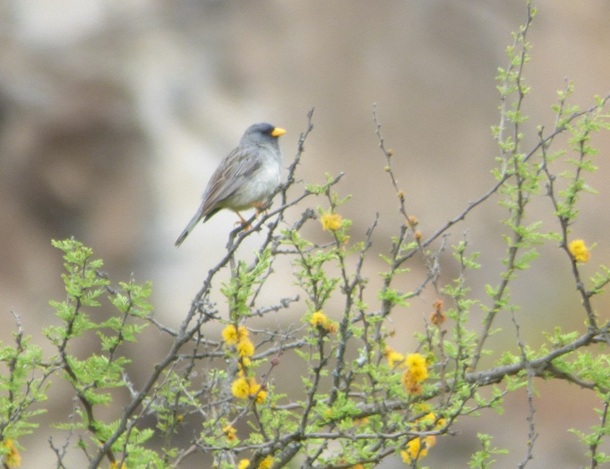 Band-tailed Sierra Finch - ML643981426