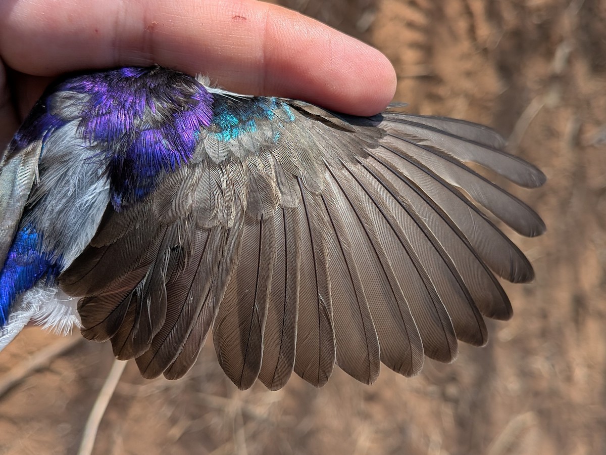 Eastern Violet-backed Sunbird - ML643981460