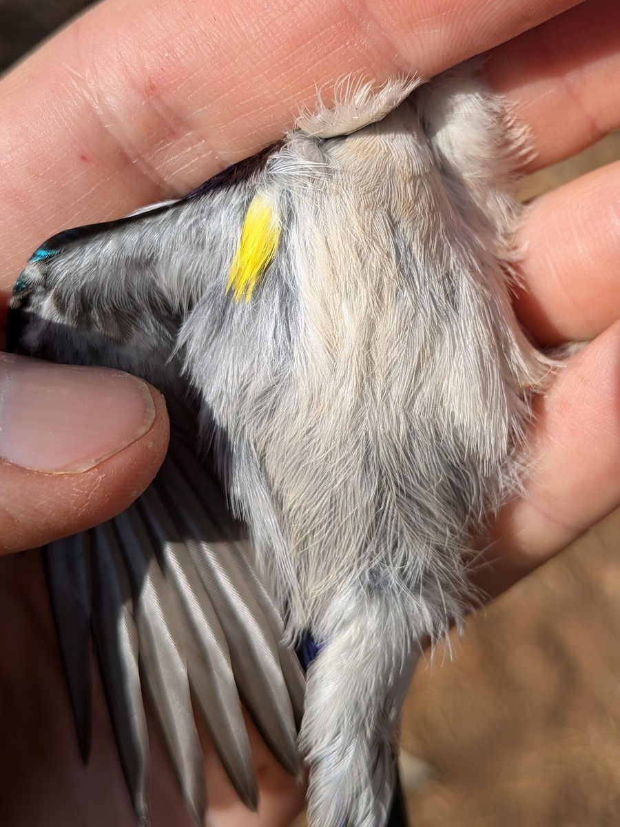 Eastern Violet-backed Sunbird - ML643981461