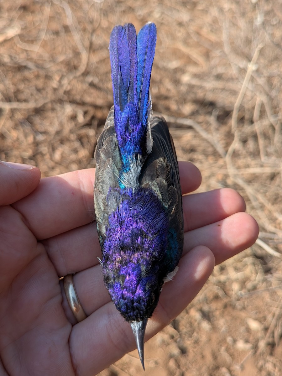 Eastern Violet-backed Sunbird - ML643981462