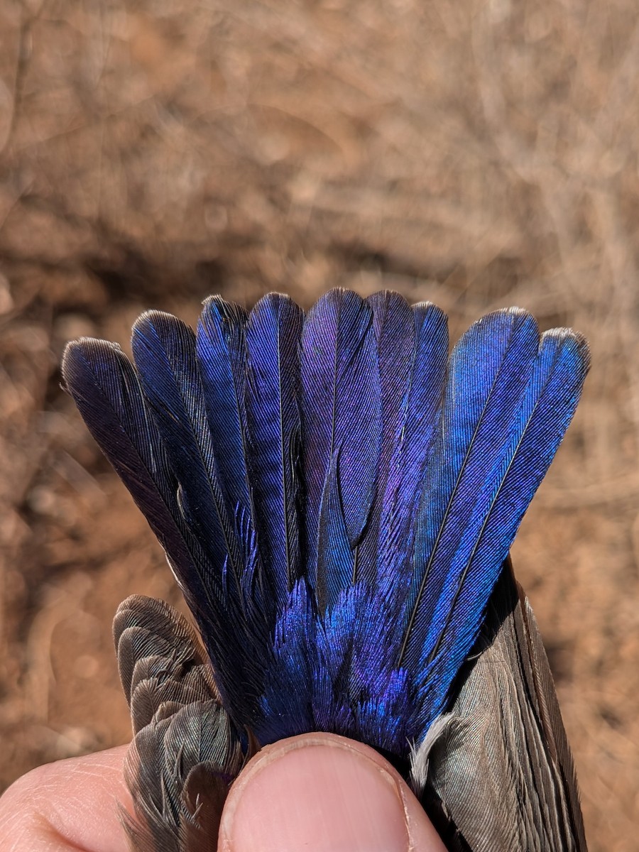 Eastern Violet-backed Sunbird - ML643981463