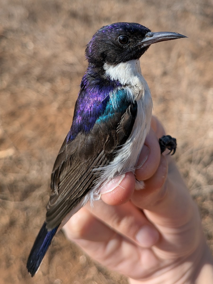 Eastern Violet-backed Sunbird - ML643981464