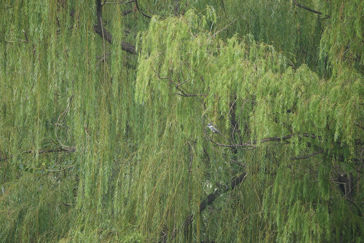 Crested Kingfisher - ML643981482
