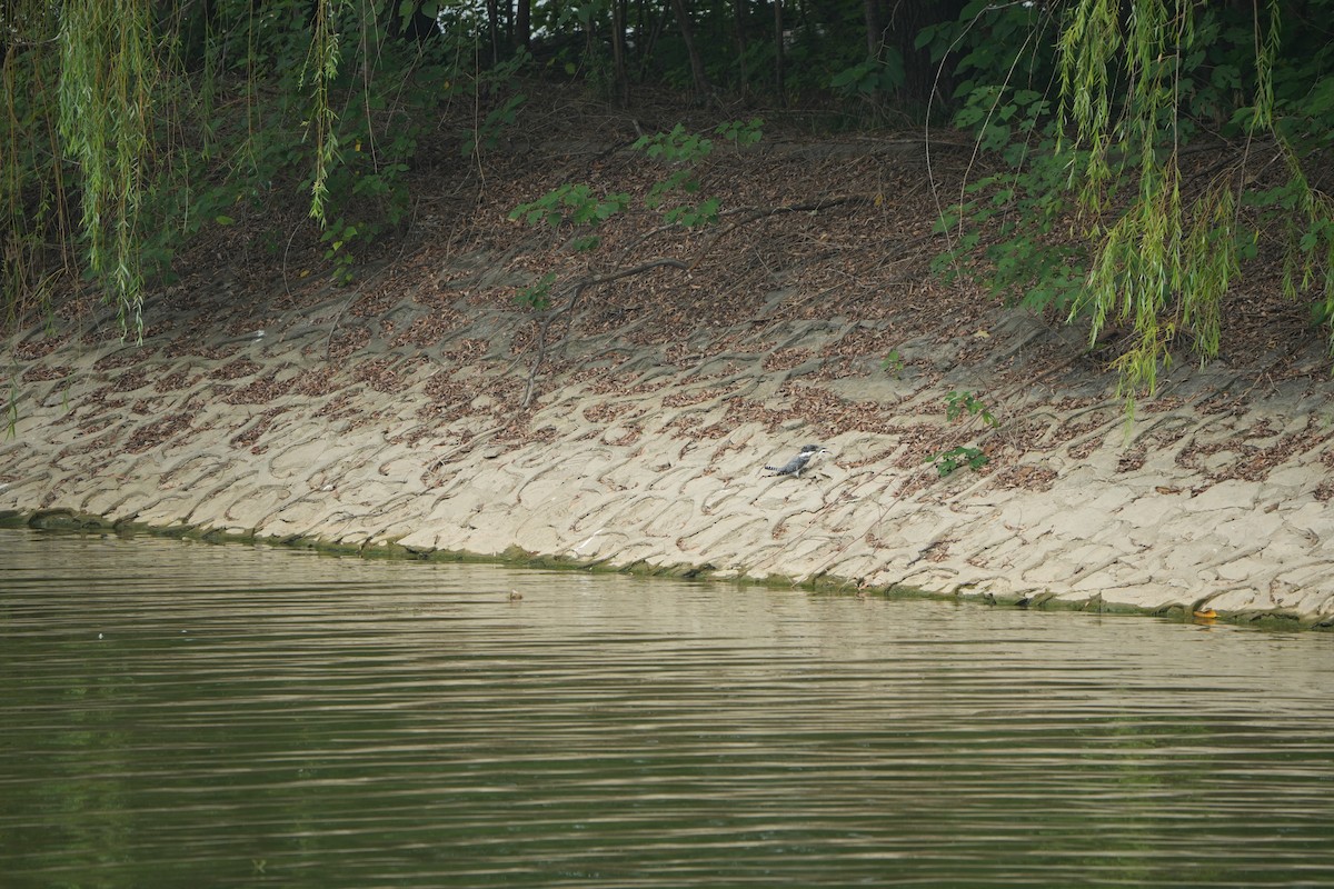 Crested Kingfisher - ML643981485