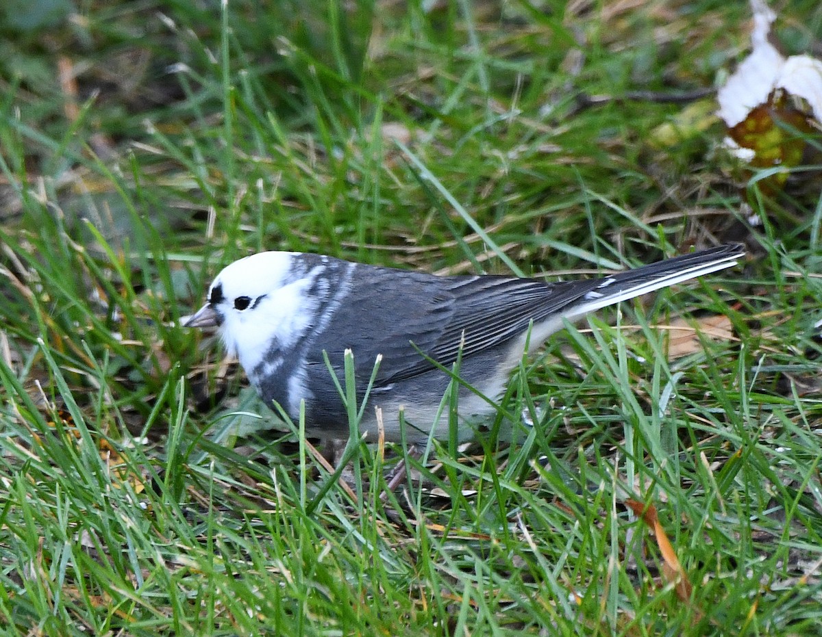 Dark-eyed Junco - ML643981487