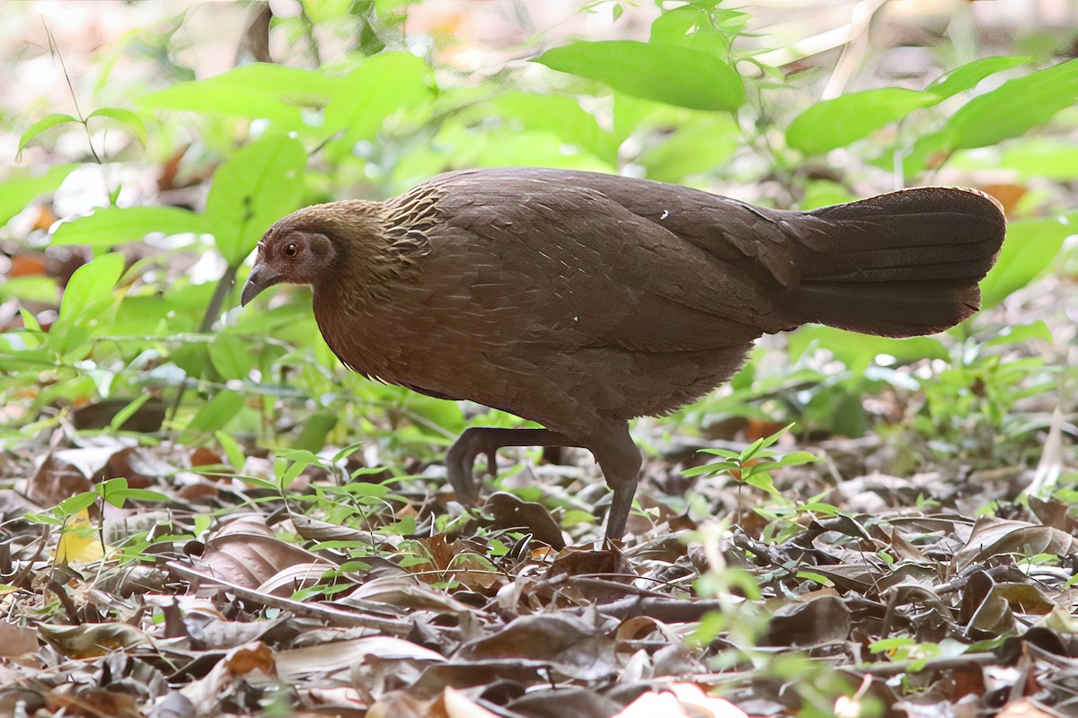 Coq bankiva - ML643981493