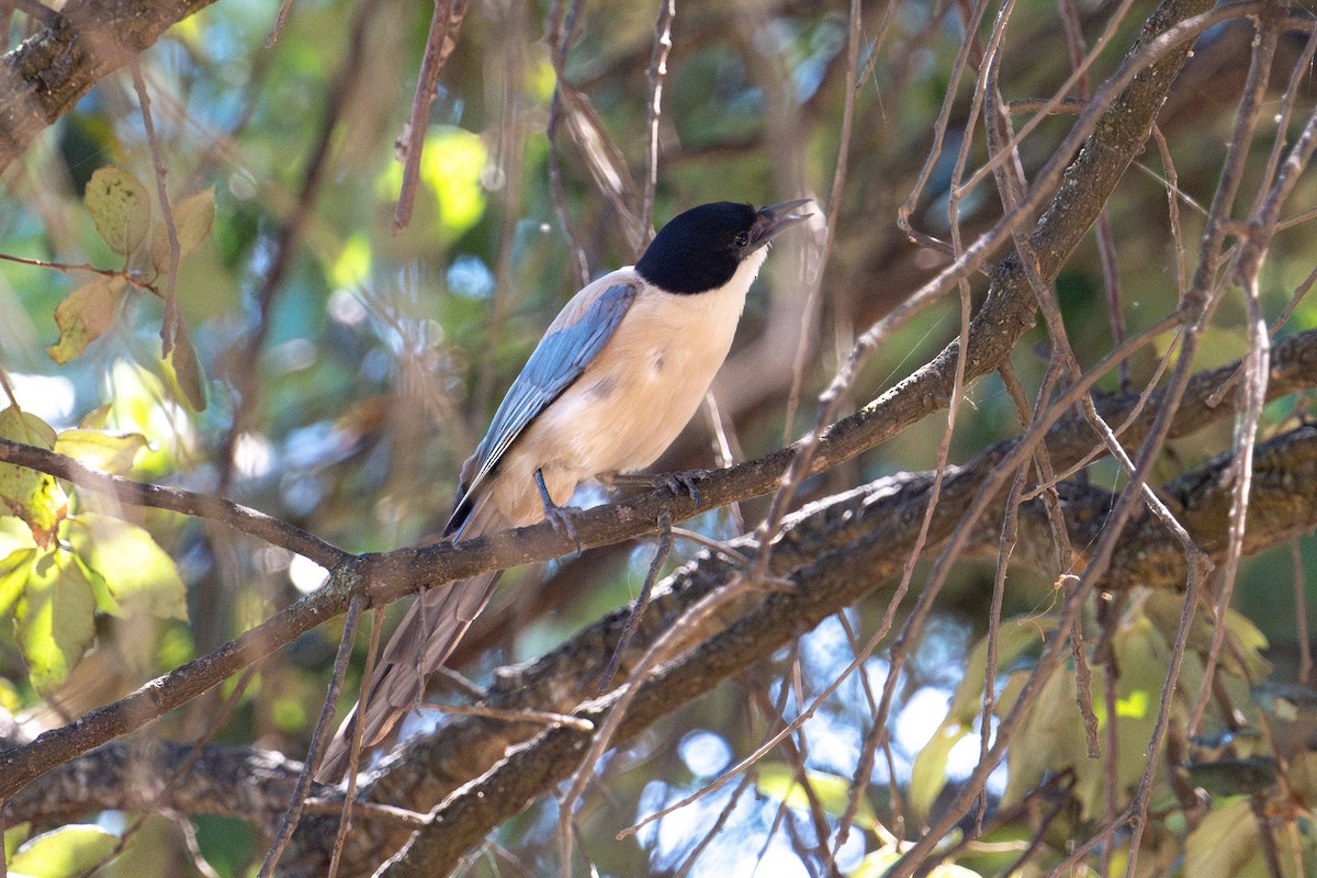Iberian Magpie - ML643981494
