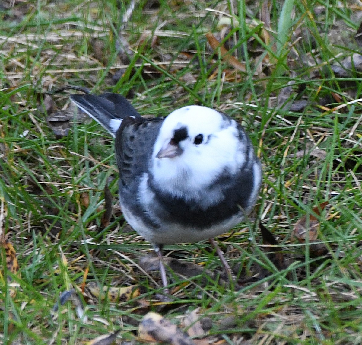 Dark-eyed Junco - ML643981500
