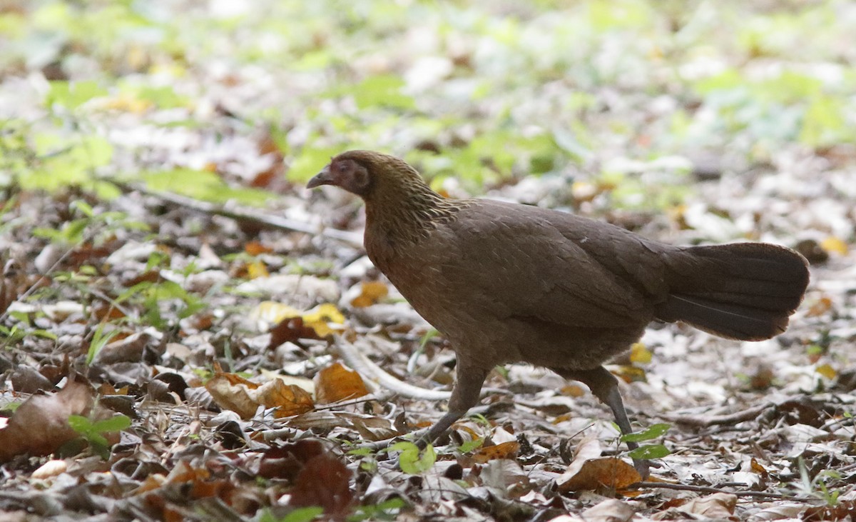 Coq bankiva - ML643981502